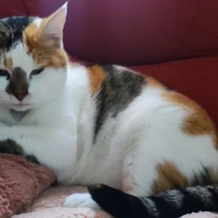 Séjour chez l'habitant Chez L Habitante Lys Des Incas