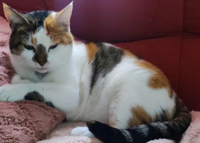 Homestay szállás Chez L'habitante 